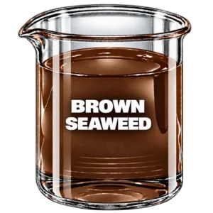 BROWN SEAWEED